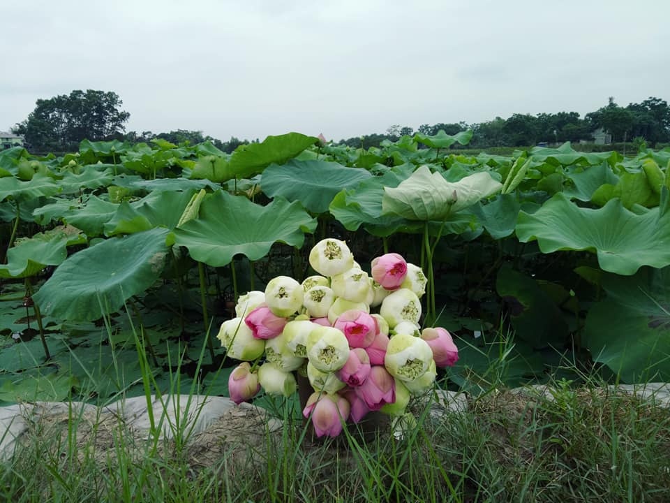 dam me trong che uop sen chang cu nhan bao chi roi thanh pho ve que khoi nghiep