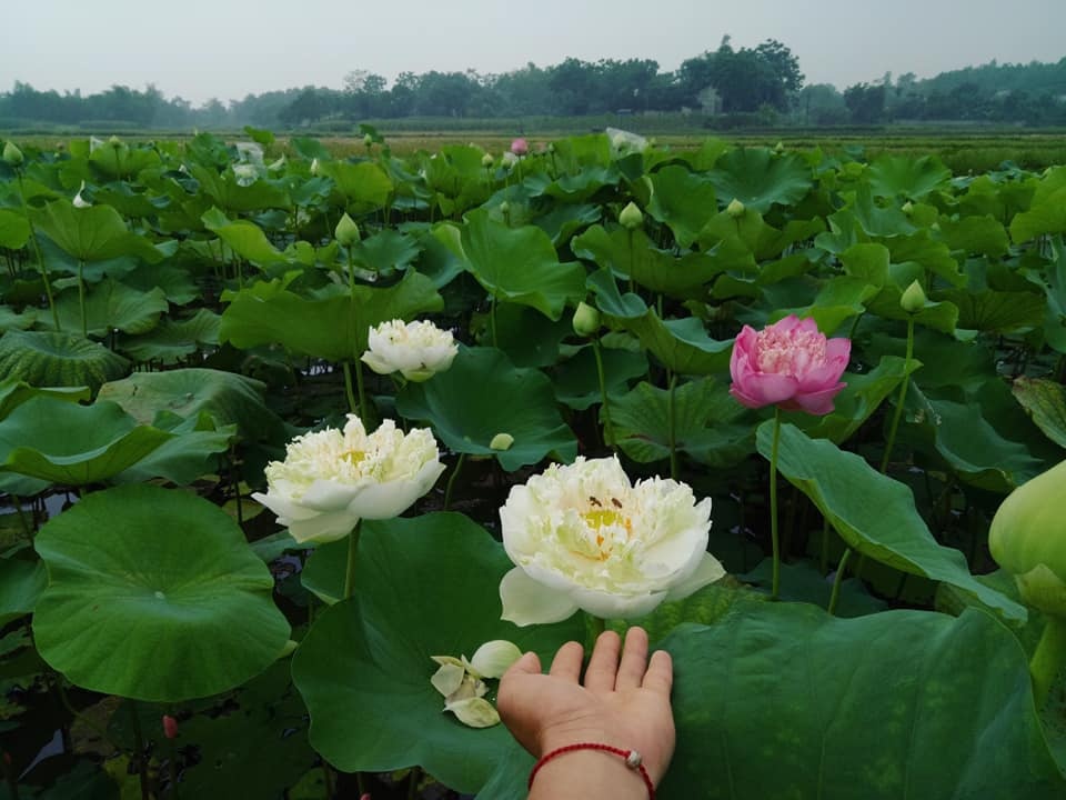 dam me trong che uop sen chang cu nhan bao chi roi thanh pho ve que khoi nghiep