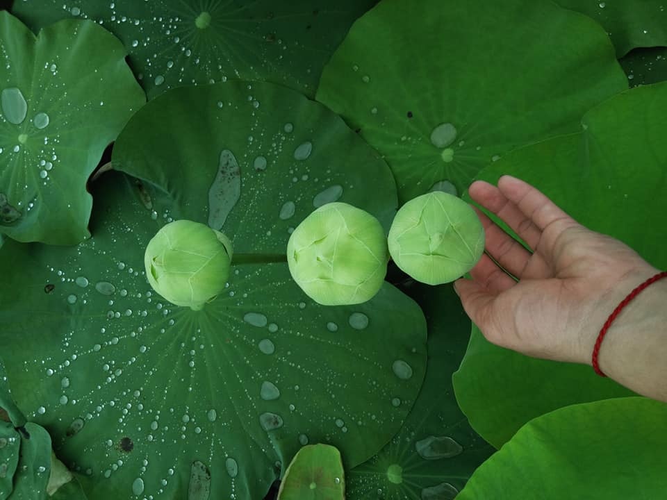 dam me trong che uop sen chang cu nhan bao chi roi thanh pho ve que khoi nghiep