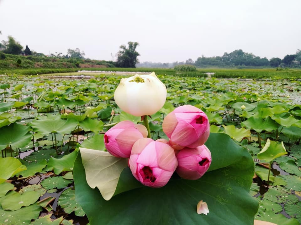 dam me trong che uop sen chang cu nhan bao chi roi thanh pho ve que khoi nghiep