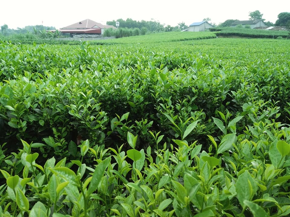 dam me trong che uop sen chang cu nhan bao chi roi thanh pho ve que khoi nghiep