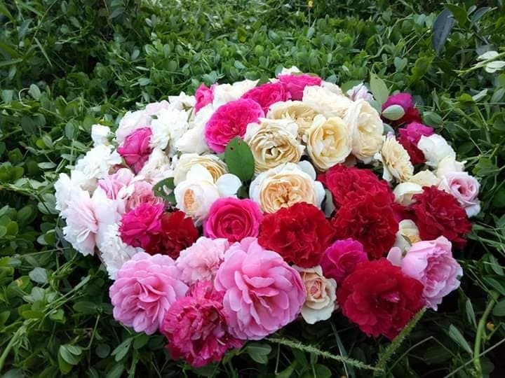 dam me trong che uop sen chang cu nhan bao chi roi thanh pho ve que khoi nghiep