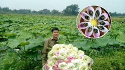 Đam mê trồng chè, ướp sen, chàng cử nhân báo chí rời thành phố về quê khởi nghiệp