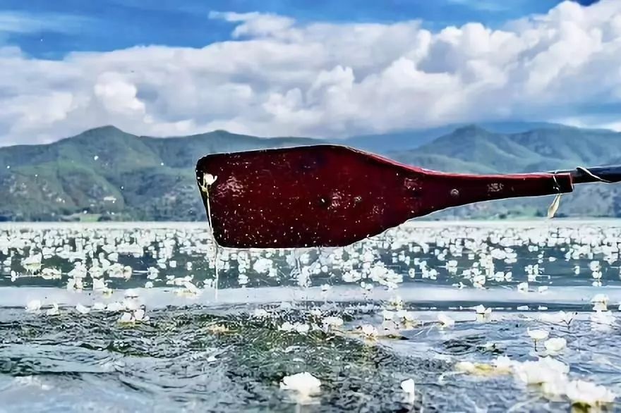 ngam loai hoa tinh khiet bac nhat chi song tren mat ho thanh tinh