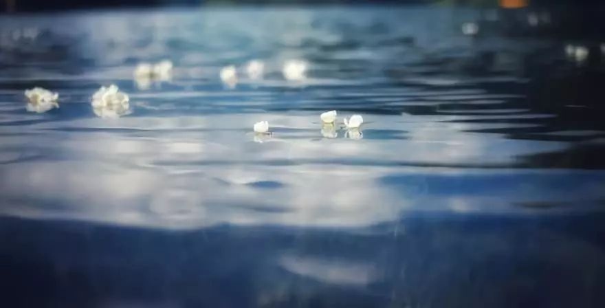 ngam loai hoa tinh khiet bac nhat chi song tren mat ho thanh tinh