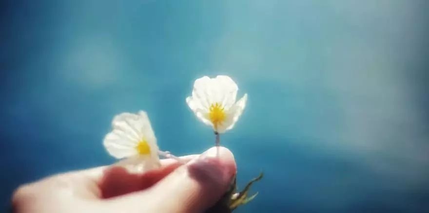 ngam loai hoa tinh khiet bac nhat chi song tren mat ho thanh tinh