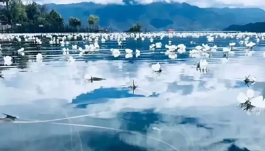 ngam loai hoa tinh khiet bac nhat chi song tren mat ho thanh tinh