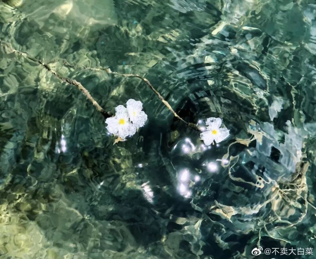 ngam loai hoa tinh khiet bac nhat chi song tren mat ho thanh tinh