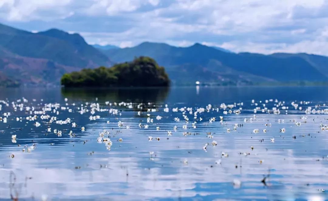 ngam loai hoa tinh khiet bac nhat chi song tren mat ho thanh tinh