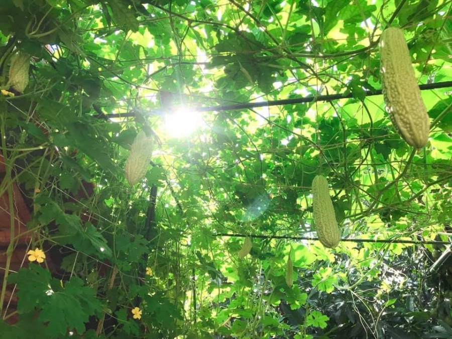 Kinh nghiệm trồng rau trên sân thượng