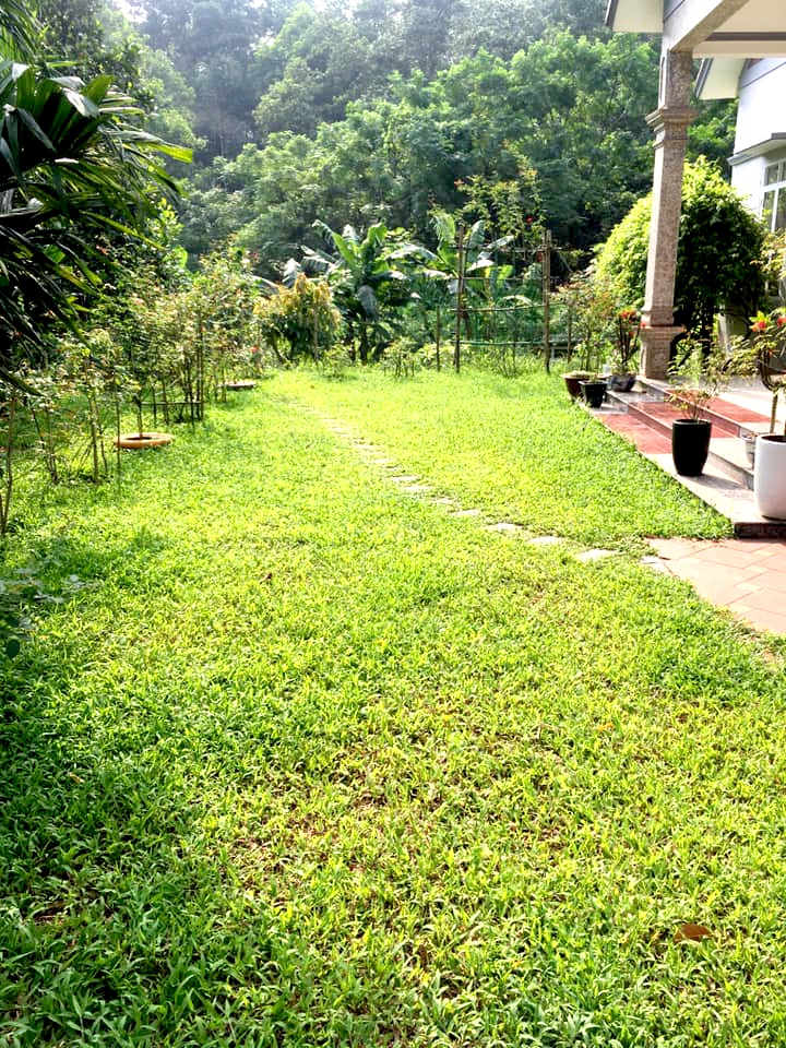 san vuon 100m2 mua nao rau nay ga tha chay bo co moc tu nhien khien nguoi thanh pho cung me
