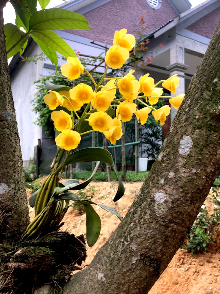 san vuon 100m2 mua nao rau nay ga tha chay bo co moc tu nhien khien nguoi thanh pho cung me