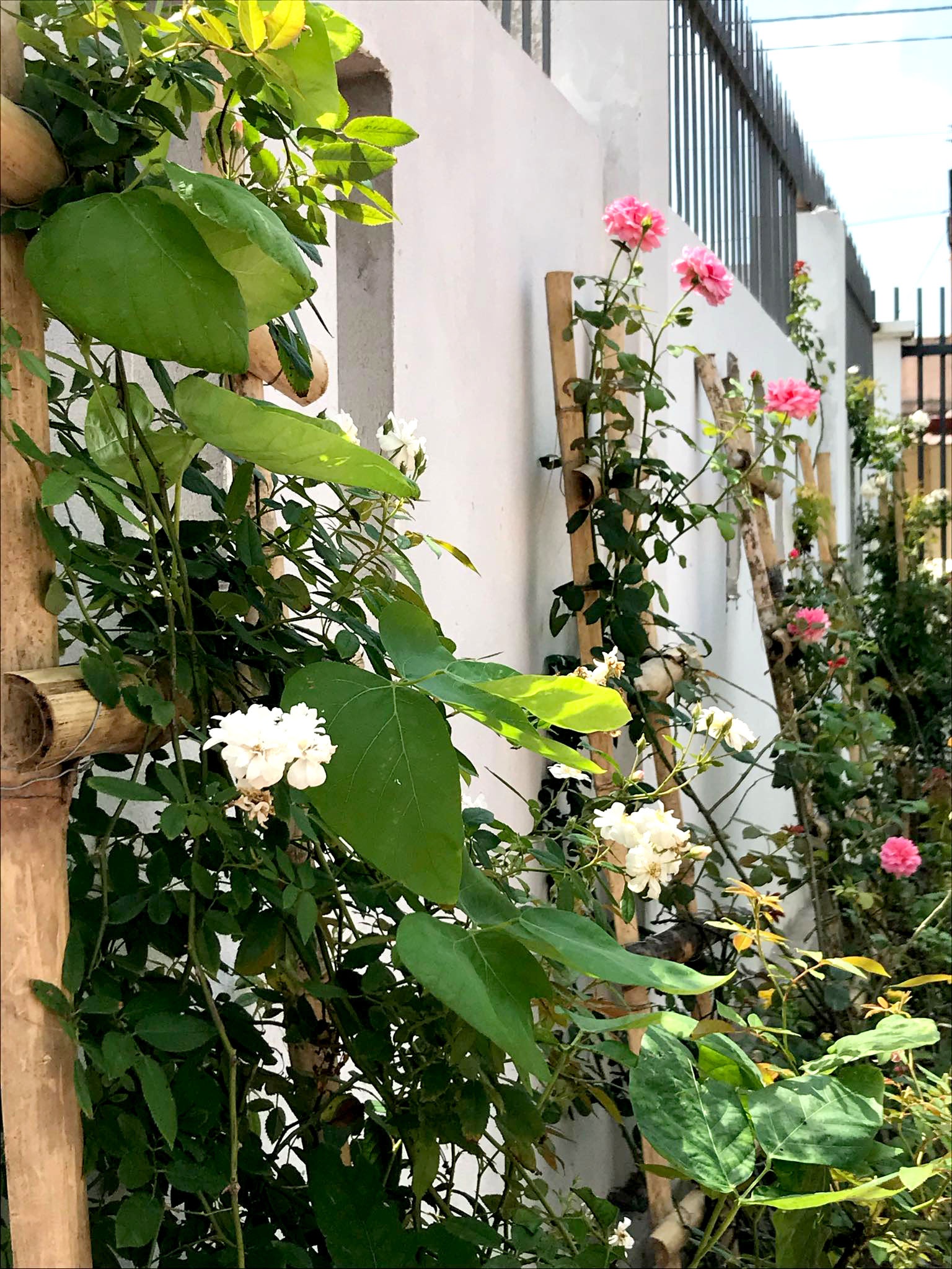 Nhà rộng 800m2 nhưng dành nửa diện tích để trồng hoa và rau sạch nha rong 800m2 nhung danh nua dien tich de trong hoa va rau sach