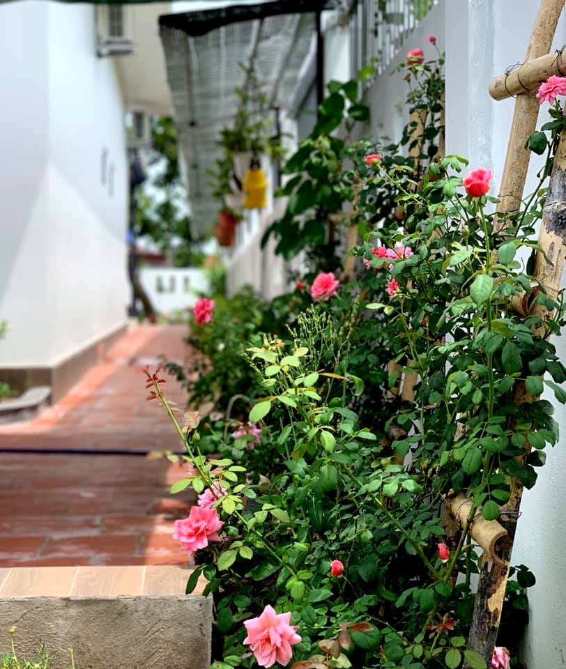 Nhà rộng 800m2 nhưng dành nửa diện tích để trồng hoa và rau sạch nha rong 800m2 nhung danh nua dien tich de trong hoa va rau sach