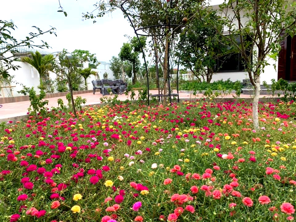 Nhà rộng 800m2 nhưng dành nửa diện tích để trồng hoa và rau sạch nha rong 800m2 nhung danh nua dien tich de trong hoa va rau sach