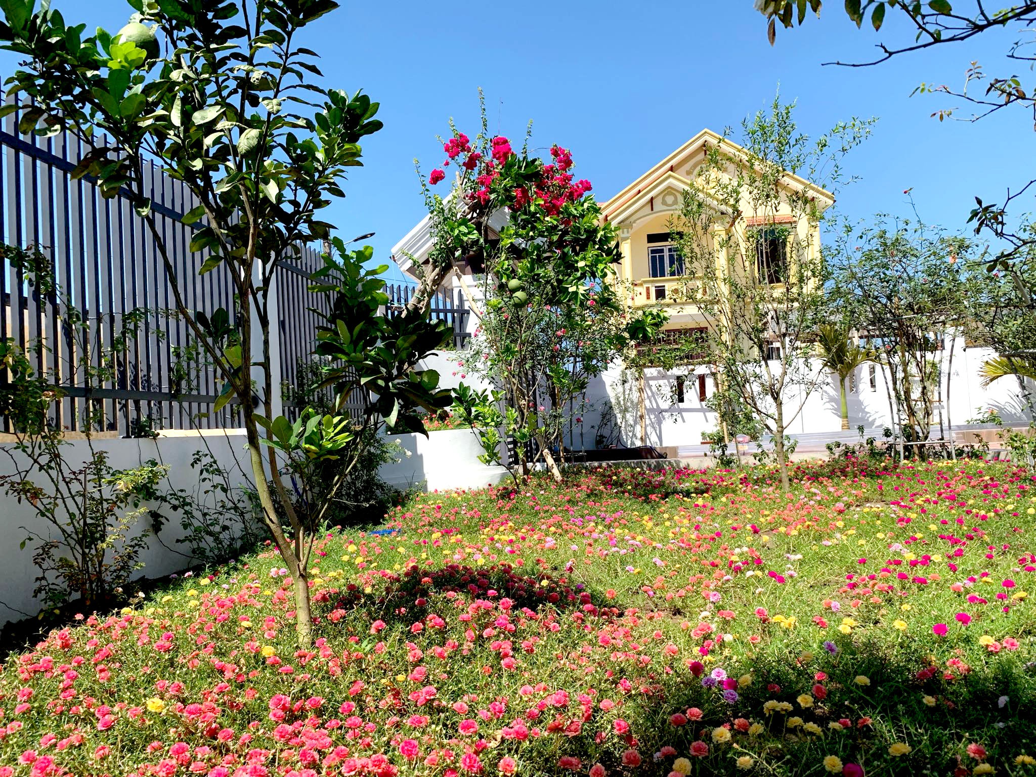 Nhà rộng 800m2 nhưng dành nửa diện tích để trồng hoa và rau sạch nha rong 800m2 nhung danh nua dien tich de trong hoa va rau sach