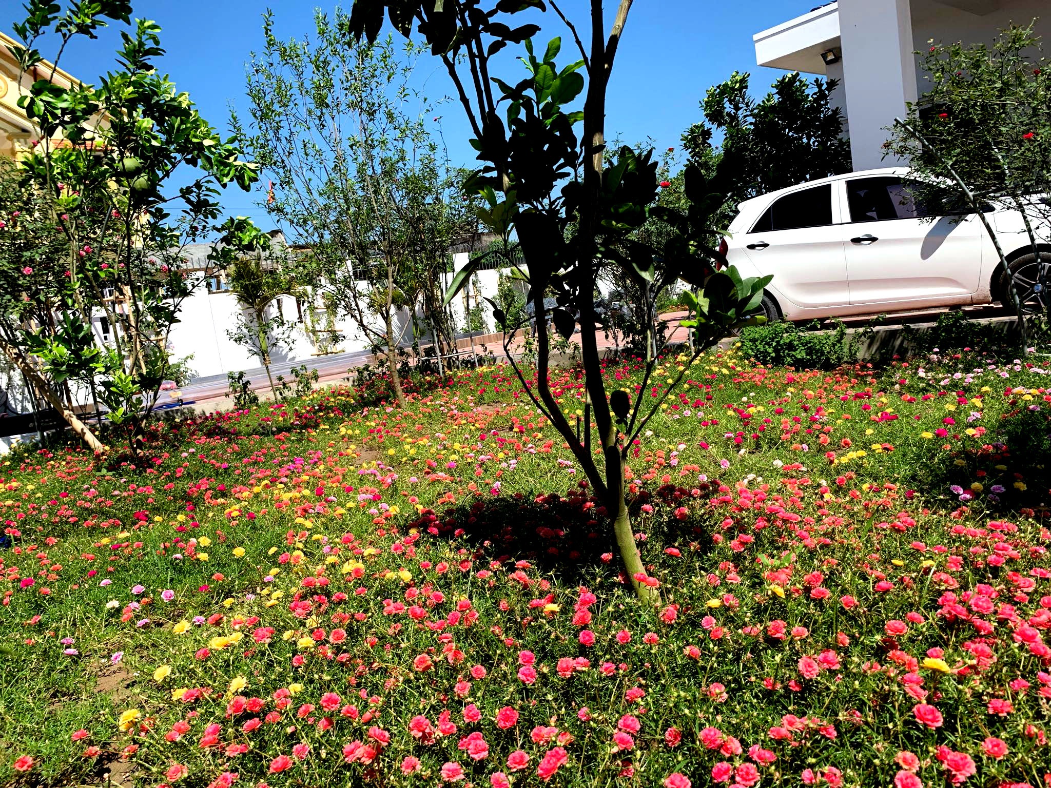 Nhà rộng 800m2 nhưng dành nửa diện tích để trồng hoa và rau sạch nha rong 800m2 nhung danh nua dien tich de trong hoa va rau sach