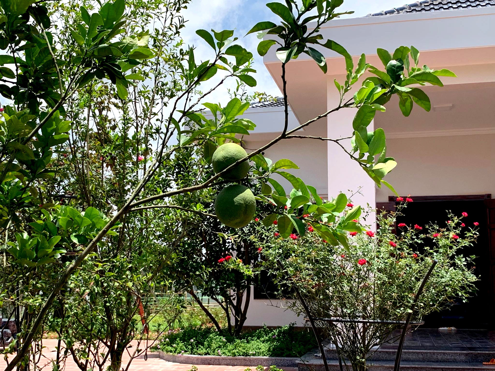 Nhà rộng 800m2 nhưng dành nửa diện tích để trồng hoa và rau sạch nha rong 800m2 nhung danh nua dien tich de trong hoa va rau sach