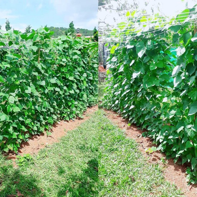 sao viet va cuoc song trong rau nuoi ga o nhung nong trai tien ty