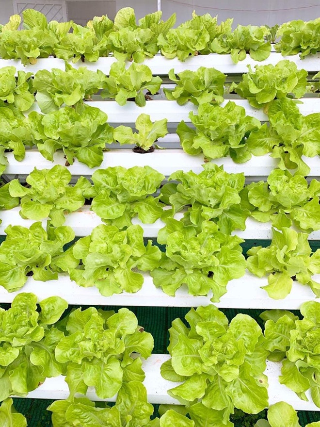 sao viet va cuoc song trong rau nuoi ga o nhung nong trai tien ty