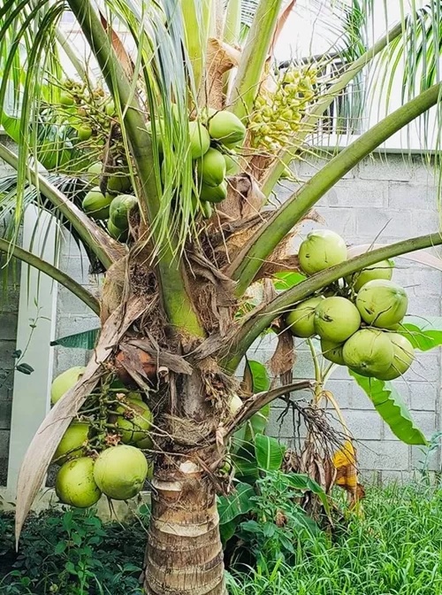 sao viet va cuoc song trong rau nuoi ga o nhung nong trai tien ty