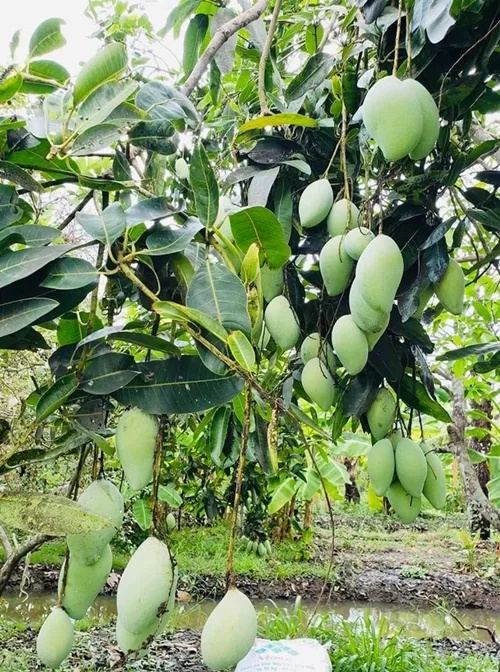 sao viet va cuoc song trong rau nuoi ga o nhung nong trai tien ty