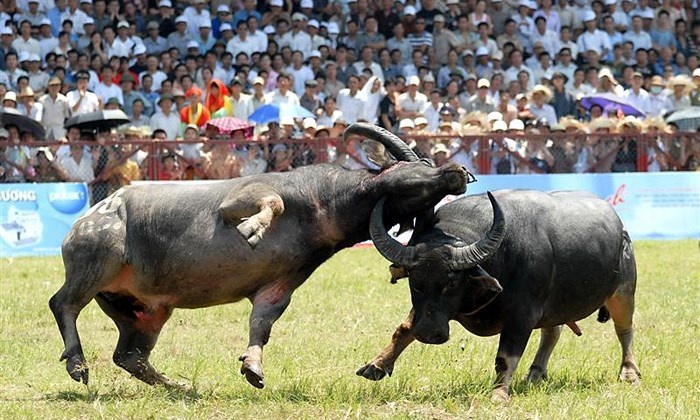 nguon goc va y nghia le hoi choi trau do son ngay 98 am lich