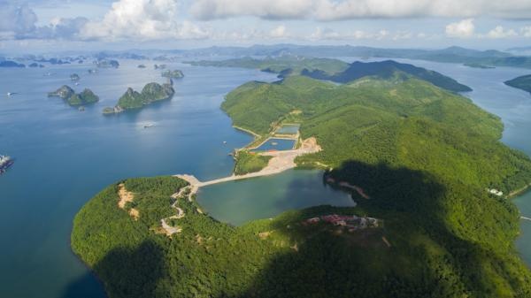 dao the vang noi co dai cong truong trai phep giua vinh bai tu long