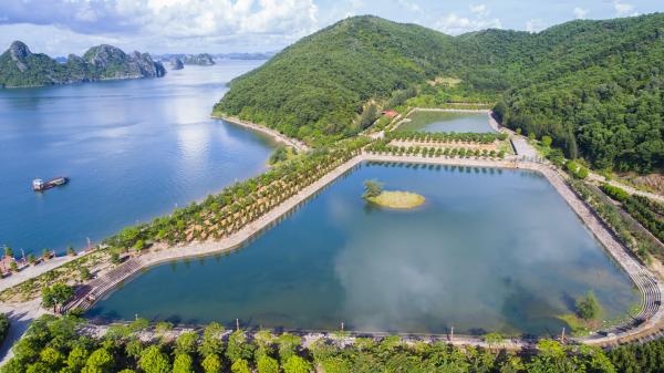 dao the vang noi co dai cong truong trai phep giua vinh bai tu long
