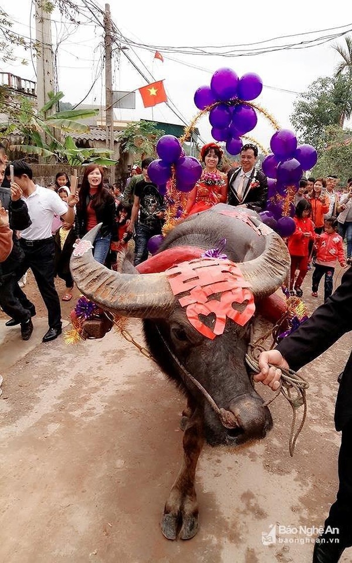 duoc ruoc dau bang xe trau co dau cuoi hanh phuc man nguyen