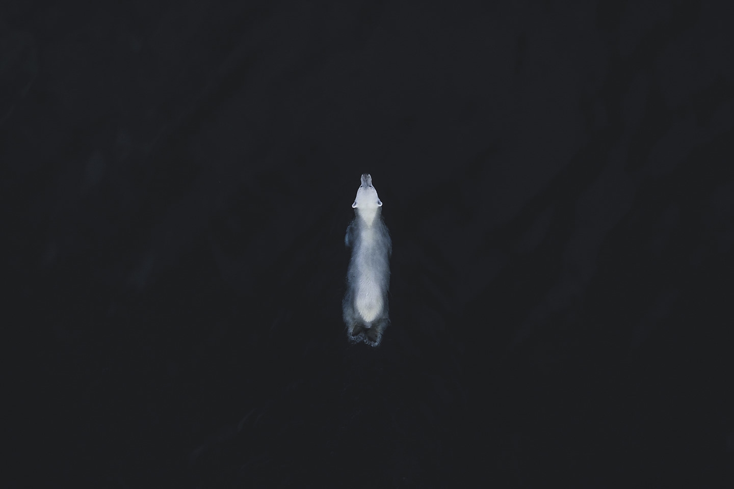 nhiep anh gia viet gianh giai nhat o cuoc thi quoc te ve moi truong