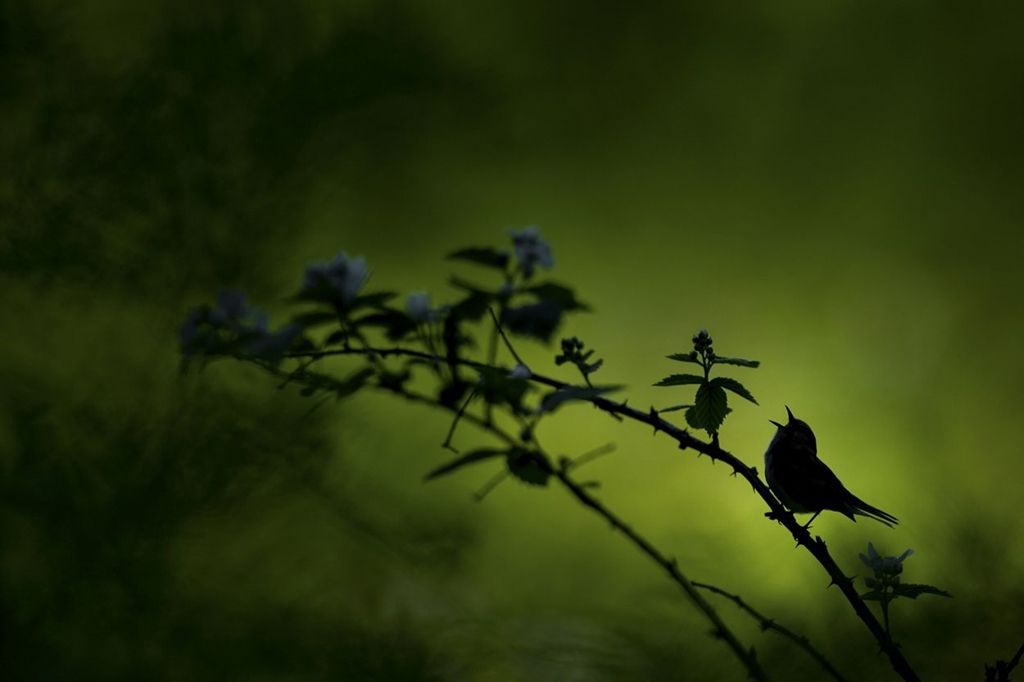 nhiep anh gia viet gianh giai nhat o cuoc thi quoc te ve moi truong