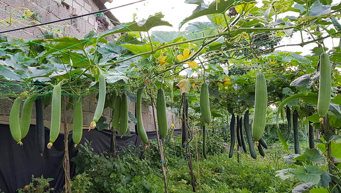 gia dinh viet lam vuon ao chuong tai duc
