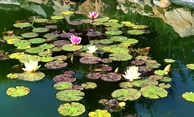 gia dinh viet lam vuon ao chuong tai duc