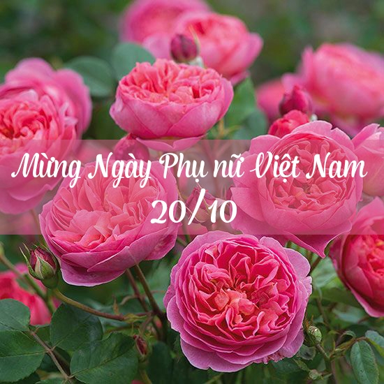 loi chuc 2010 hay y nghia nhat cho ngay phu nu viet nam