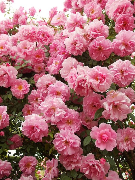 loi chuc 2010 hay y nghia nhat cho ngay phu nu viet nam