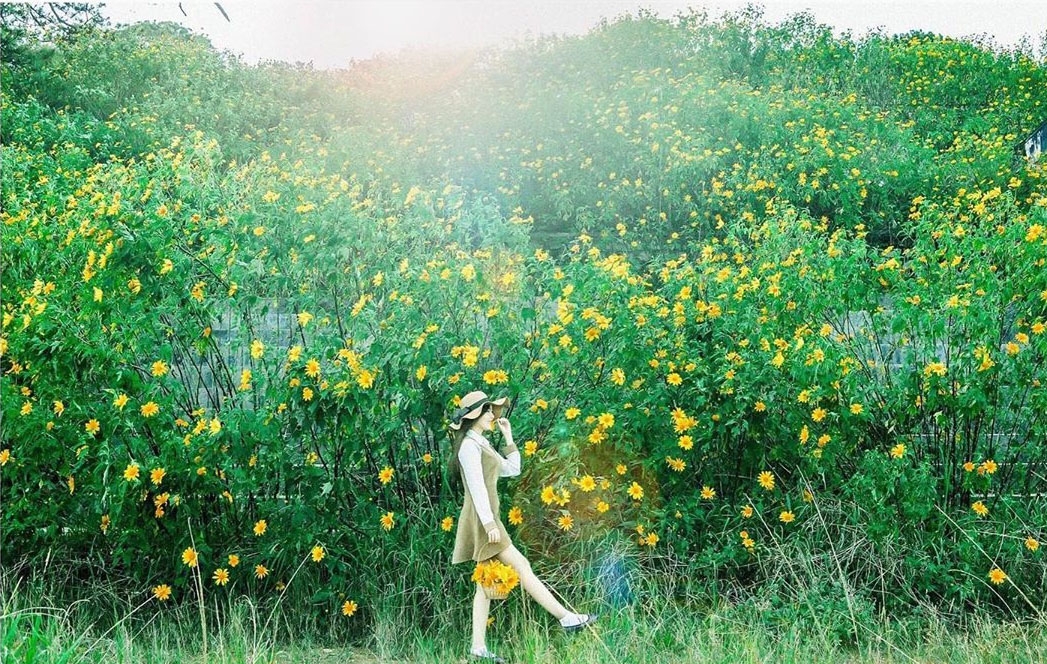 mua da quy no ro tu ba vi hung vi den da lat mong mo