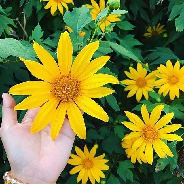 mua da quy no ro tu ba vi hung vi den da lat mong mo