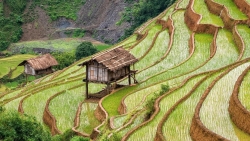 Ruộng bậc thang Mù Cang Chải đẹp hùng vĩ dưới ống kính du khách nước ngoài