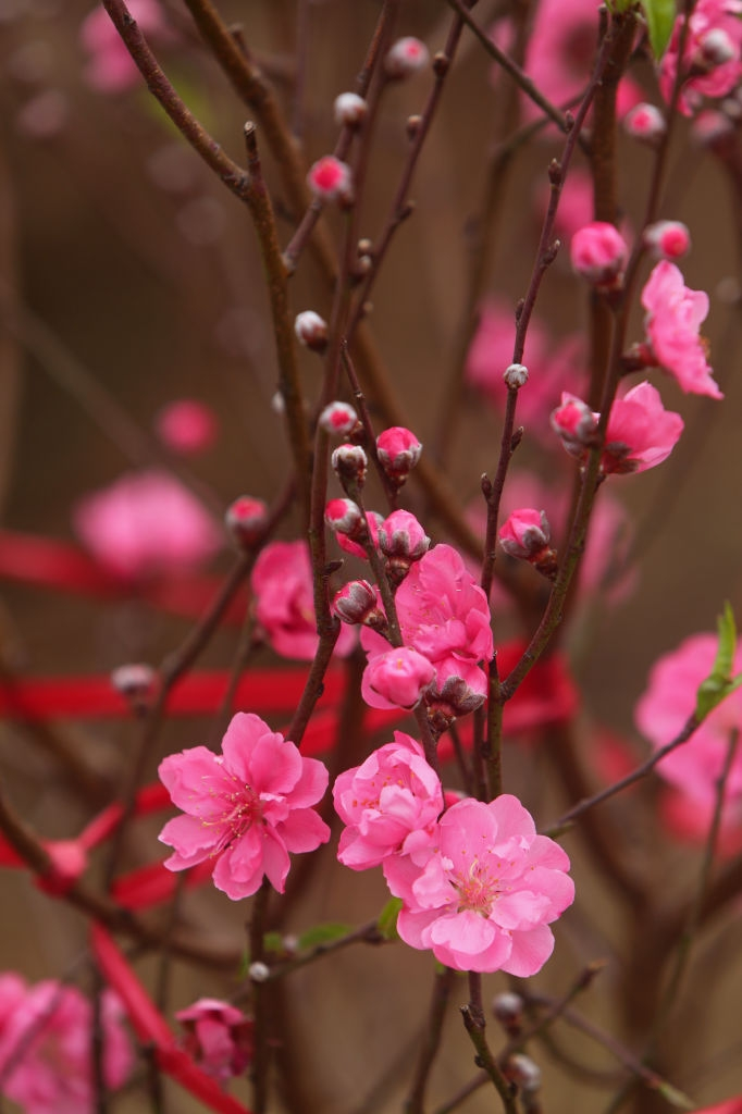 30 loi chuc tet 2020 y nghia danh cho bo me ban be nguoi yeu