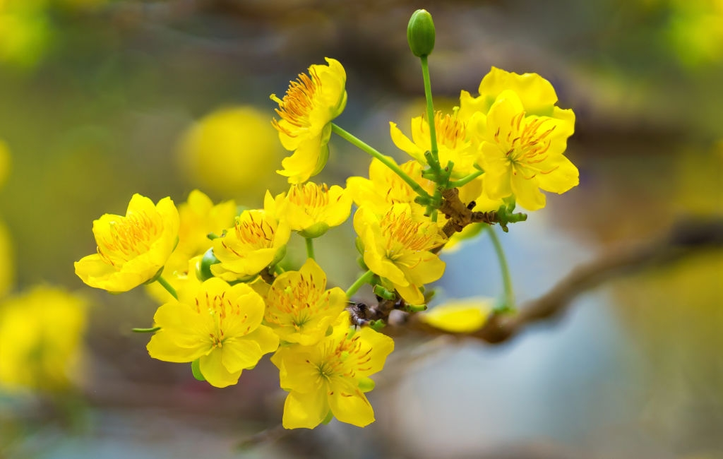 30 loi chuc tet 2020 y nghia danh cho bo me ban be nguoi yeu