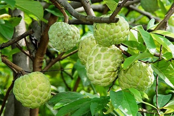 ghe lang son ma khong thuong thuc vit quay pho chua khau nhuc thi nhu chua tung den