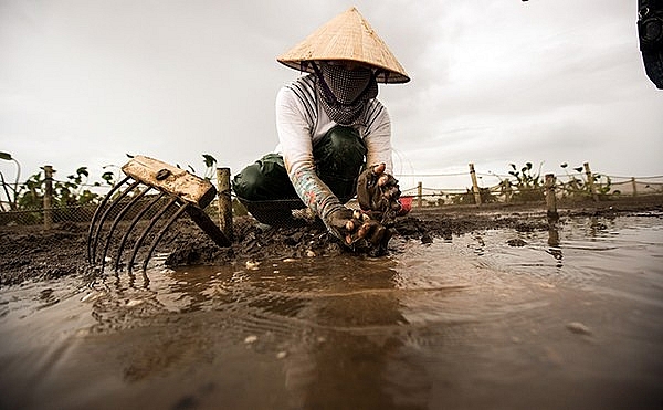 nghe vot vang trang tren bien thu nhap cao hon danh bat ca