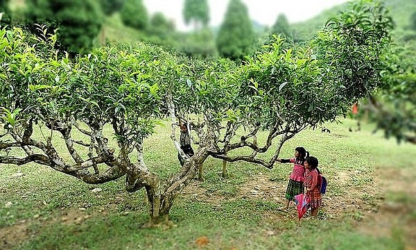 den yen bai mua da quy uong che tuyet shan xem mua xoe thai