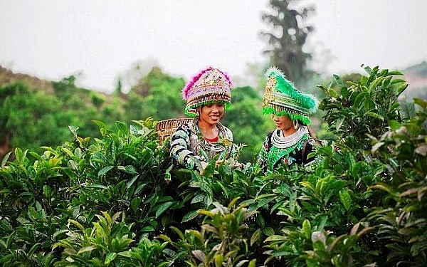 den yen bai mua da quy uong che tuyet shan xem mua xoe thai