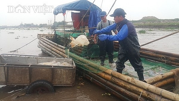 nam dinh san vang trang noi lap ven bo bien kiem chuc trieungay