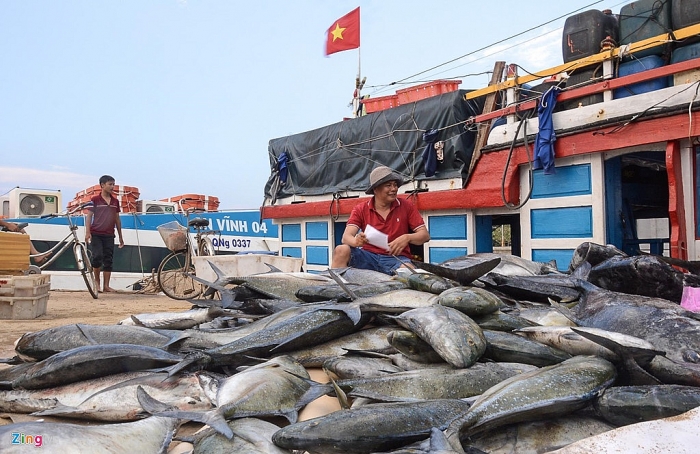 ngu dan ly son trung dam me ca hon nua ty dong o hoang sa