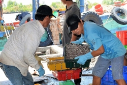 Cà Mau: Kỳ công đánh bắt, hong phơi cá bé tí bán sang Tây
