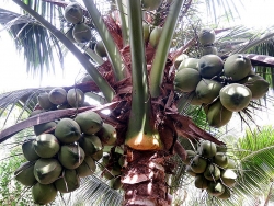 Lạ mà hay: Làm "đám cưới" cho hai giống dừa, đẻ con lai ai cũng mê