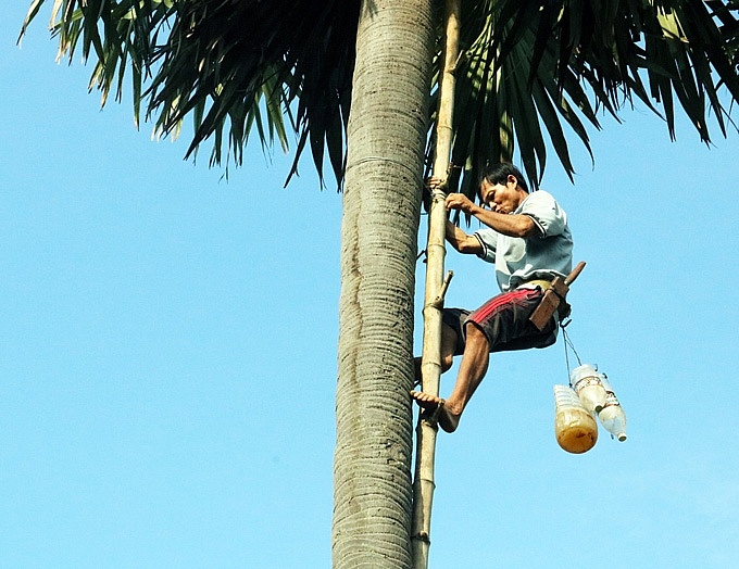 kiem tien trieu tu nghe treo cay ky la 20 nam moi ra trai o an giang